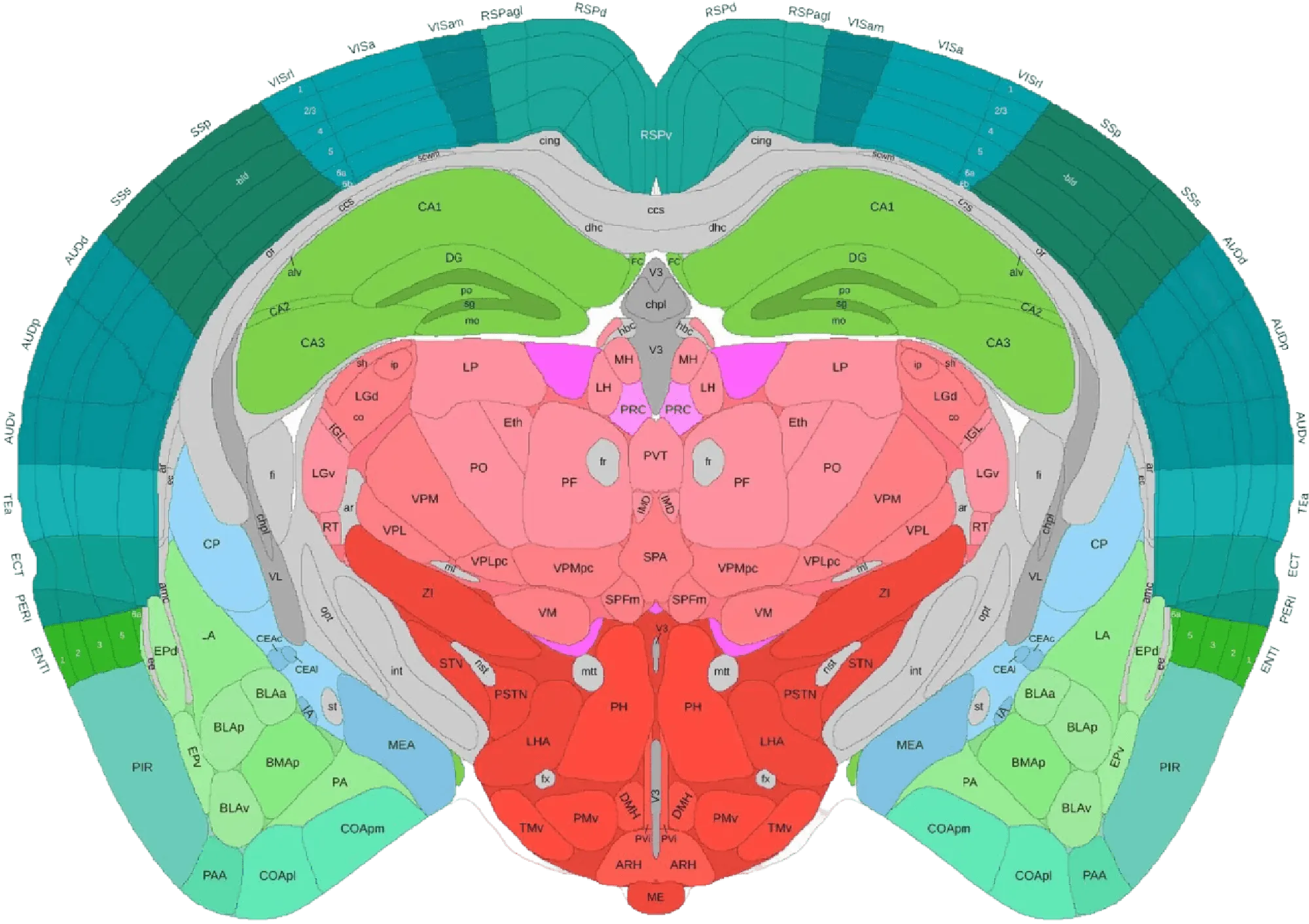 Adult mouse brain, 3D coronal view from the Allen Brain Atlas.