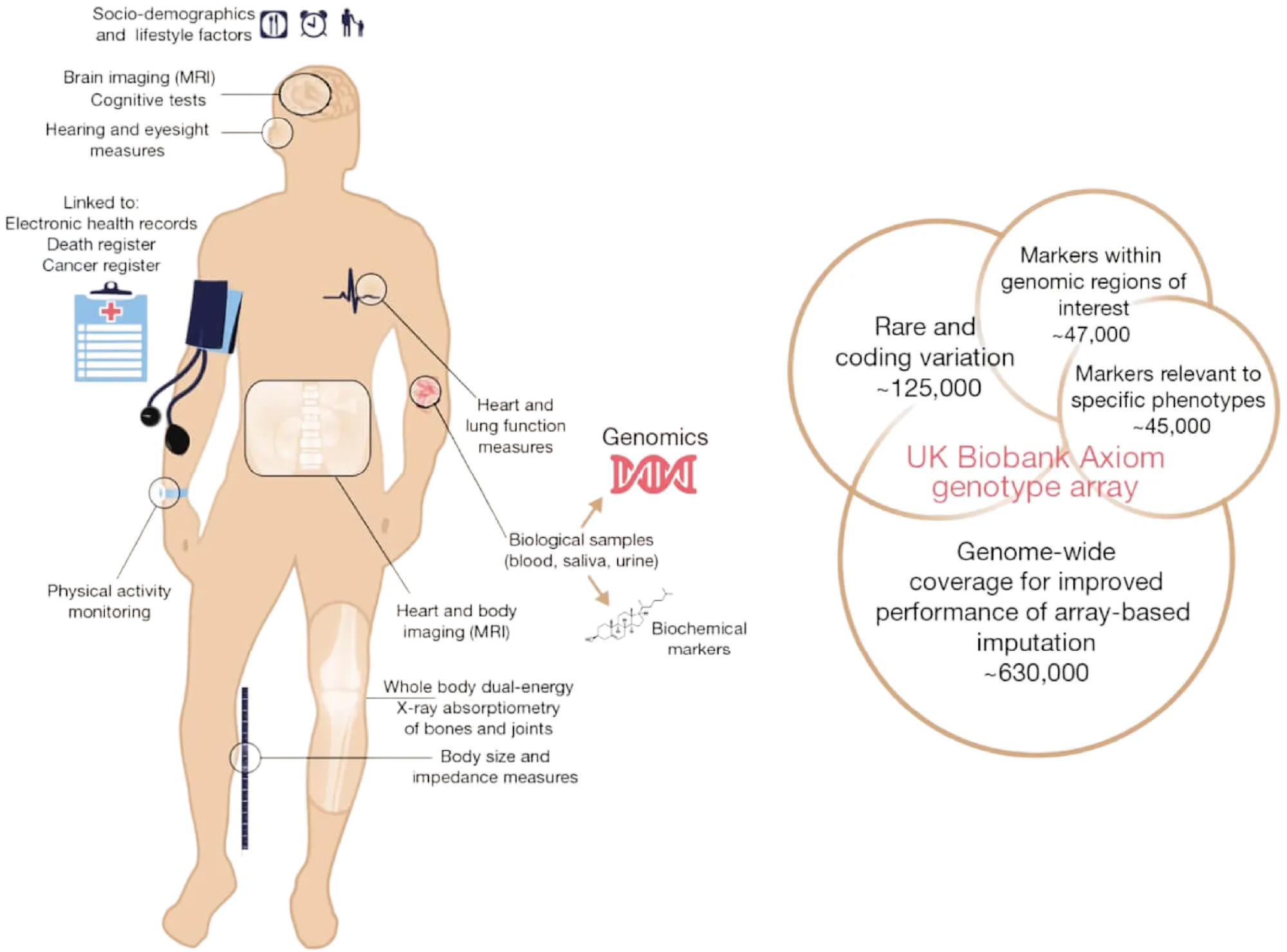 Summary of the UK Biobank resource and the content of its genotyping array.
